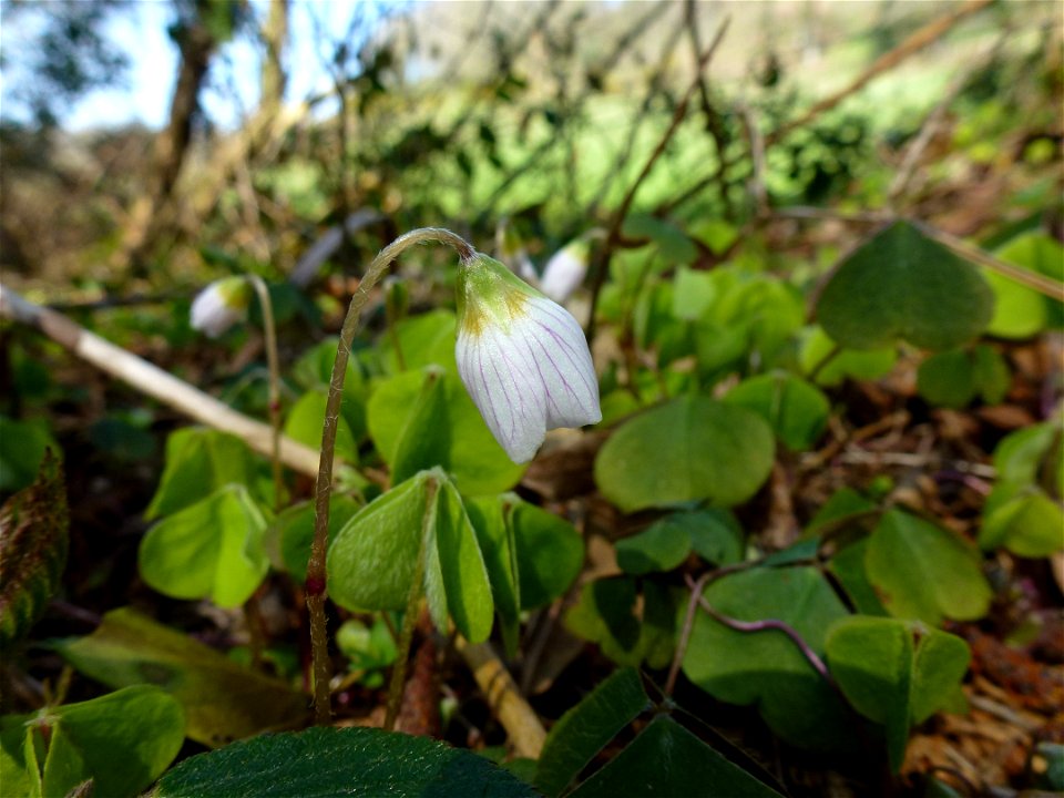 Oxalis acetosella L., 1753