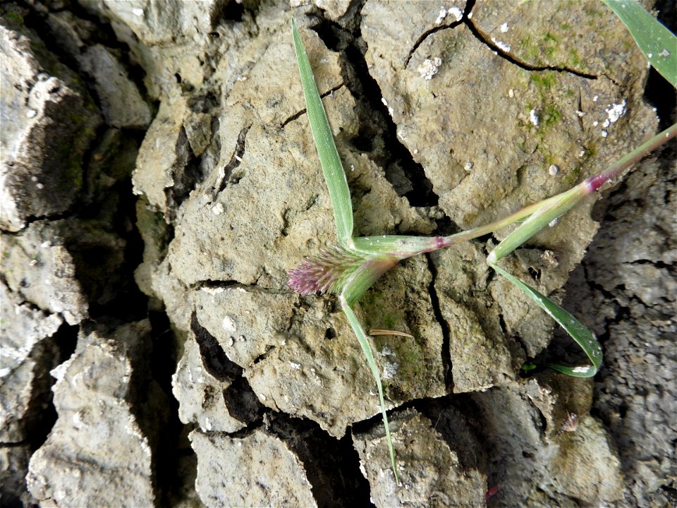 Crypsis schoenoides (L.) Lam., 1791