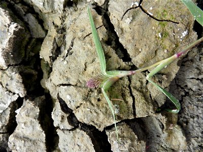 Crypsis schoenoides (L.) Lam., 1791