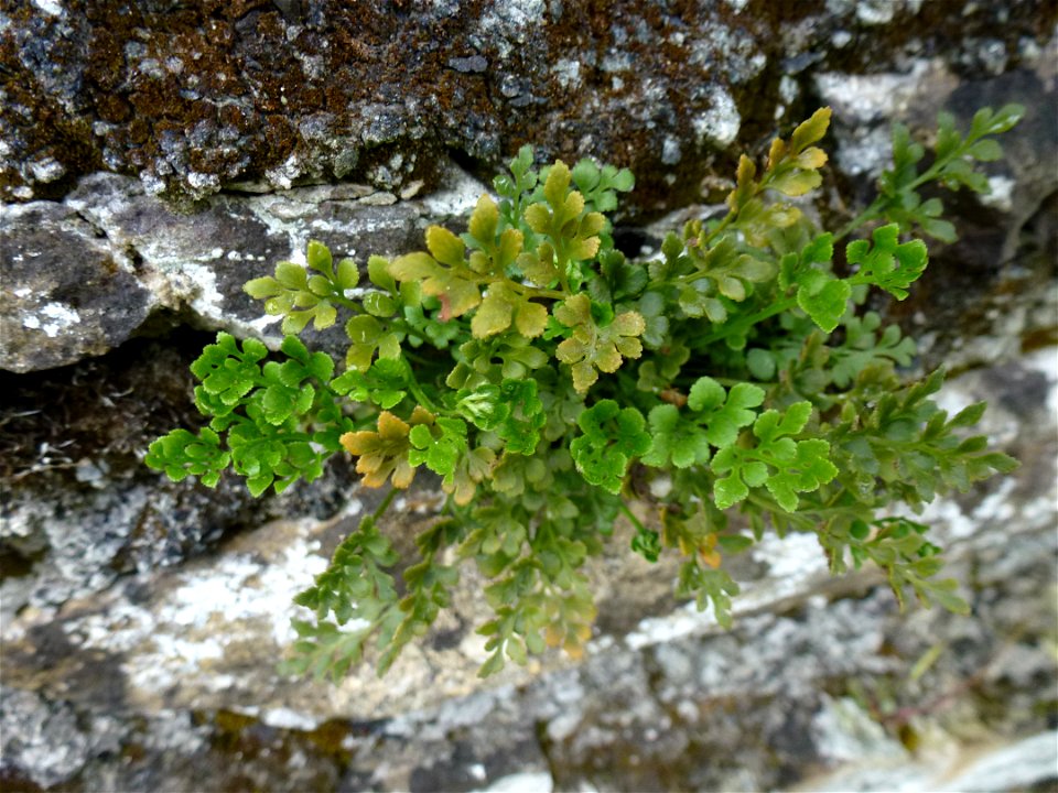 Asplenium ruta-muraria L., 1753