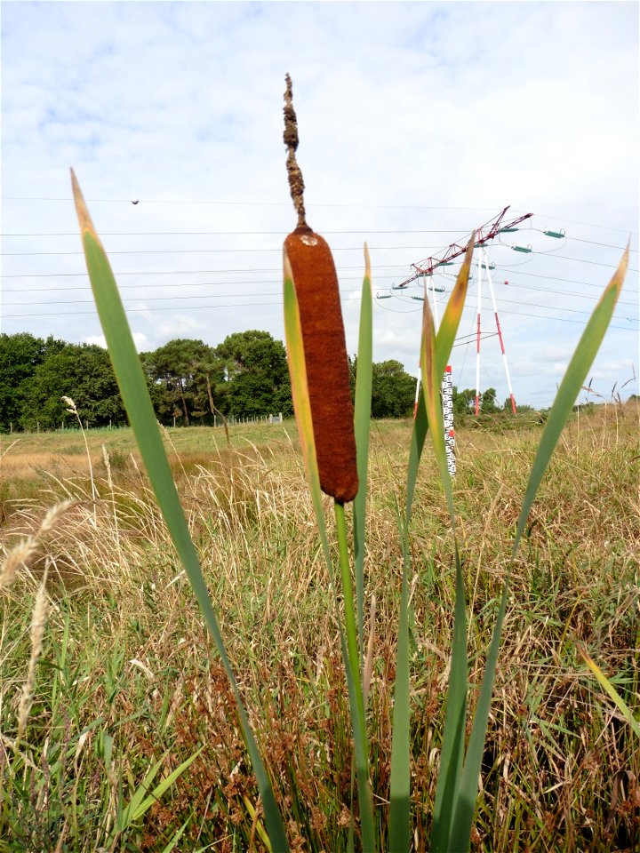 Typha latifolia L., 1753