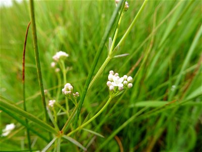 Galium debile Desv., 1818