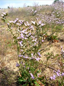 Limonium dodartii (Girard) Kuntze, 1891