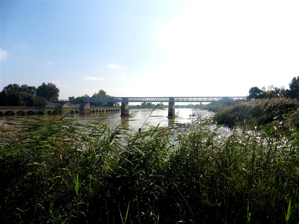 Phragmites australis (Cav.) Trin. ex Steud., 1840