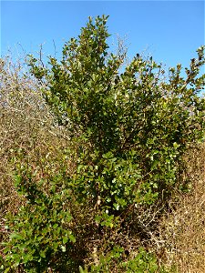 Rhamnus alaternus L., 1753