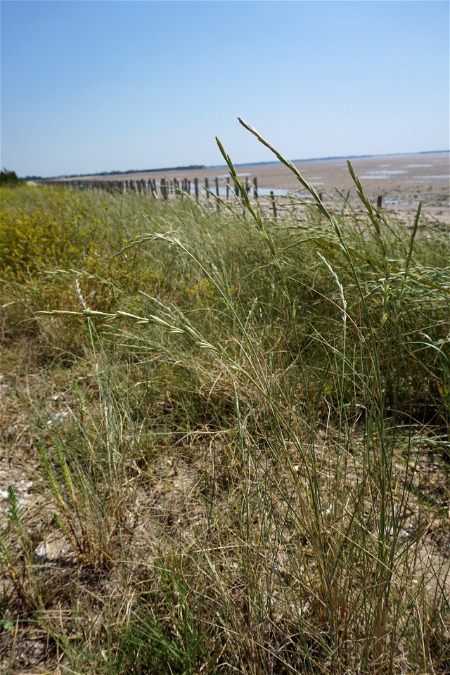 Elytrigia juncea subsp. boreoatlantica (Simonet & Guin.) Hyl., 1953