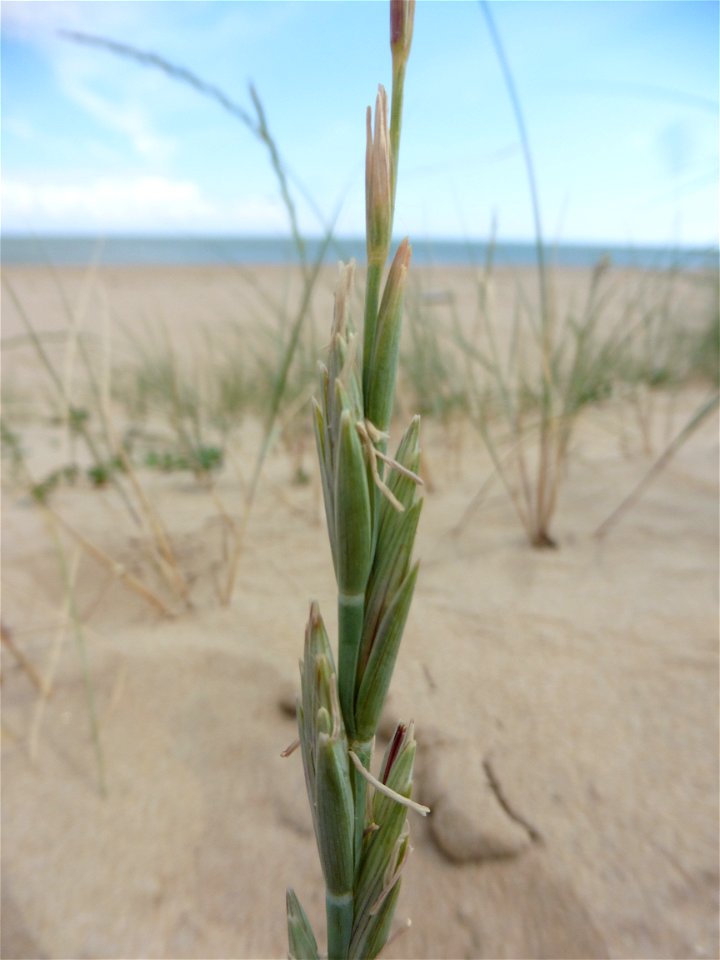 Elytrigia juncea subsp. boreoatlantica (Simonet & Guin.) Hyl., 1953