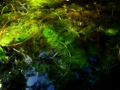 Utricularia australis R.Br., 1810
