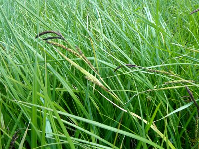 Carex acutiformis Ehrh., 1789