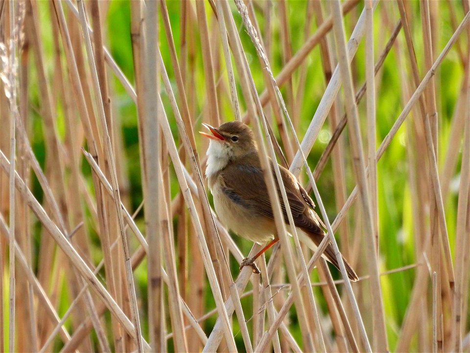 Kleine karekiet