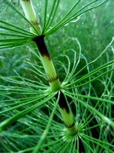 Equisetum telmateia Ehrh., 1783