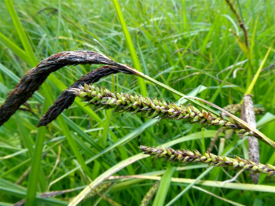 Carex acutiformis Ehrh., 1789