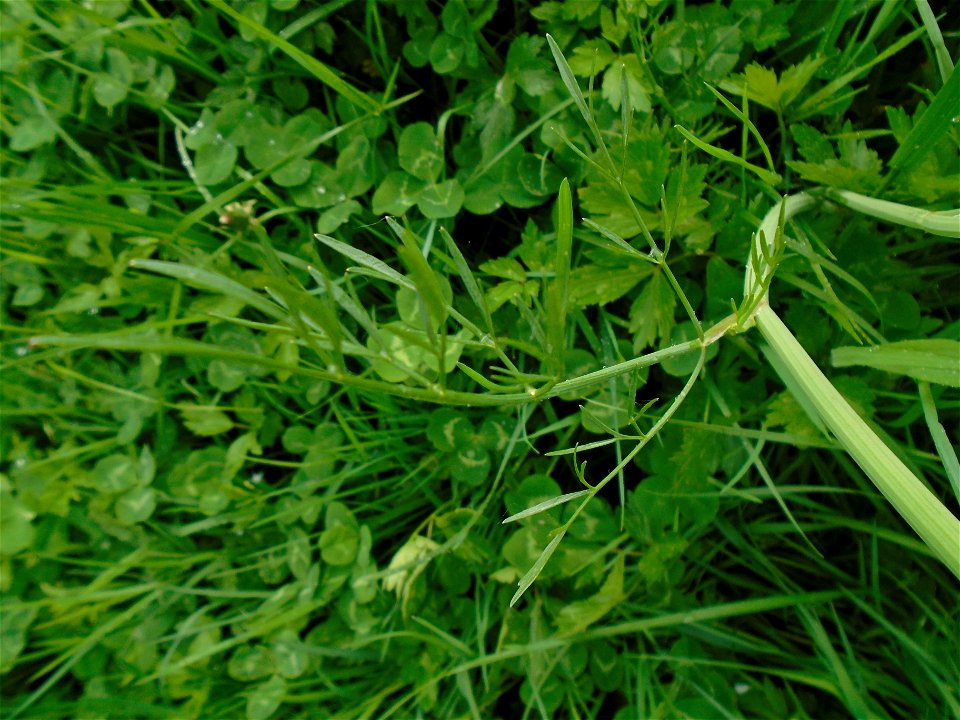 Oenanthe silaifolia M.Bieb., 1819