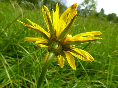 Tragopogon pratensis L., 1753