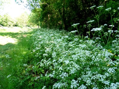 Anthriscus sylvestris (L.) Hoffm., 1814