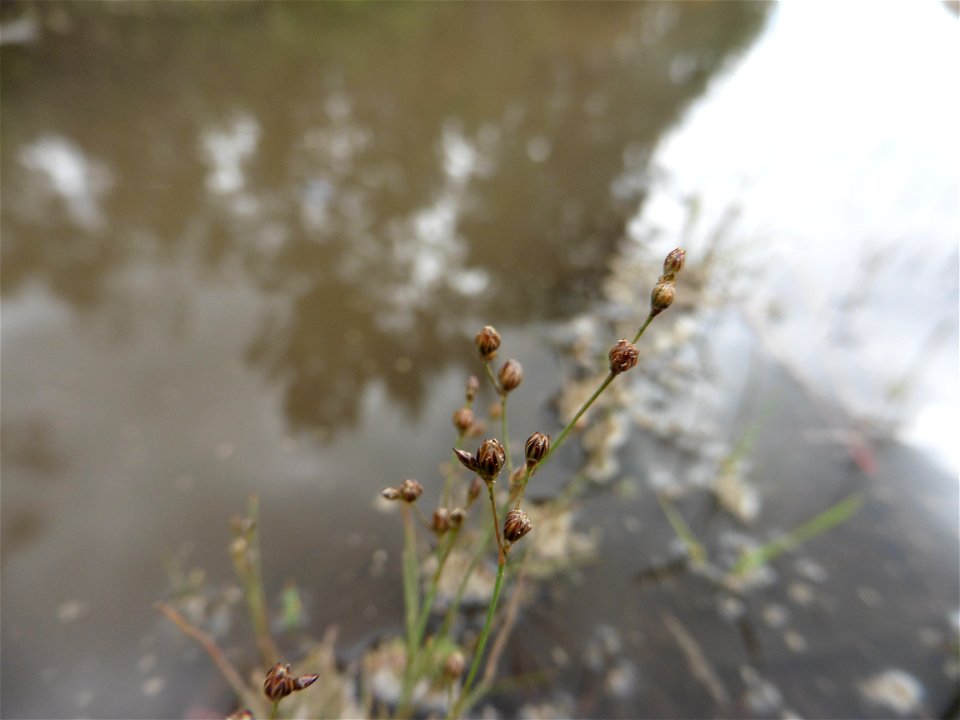 Juncus tenageia Ehrh. ex L.f., 1782