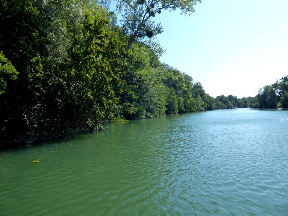 Ripisylves de la Charente