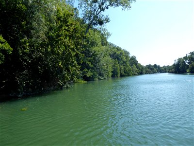 Ripisylves de la Charente