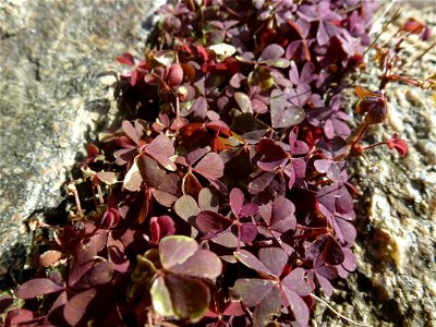 Oxalis corniculata cf.var. atropurpurea Planch., 1857