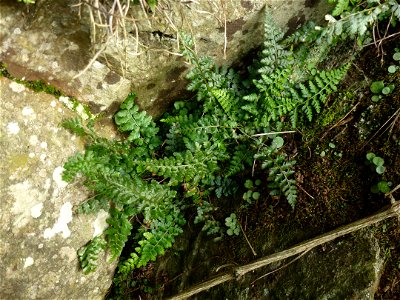 Asplenium obovatum subsp. billotii (F.W.Schultz) O.Bolòs, Vigo, Massales & Ninot, 1990