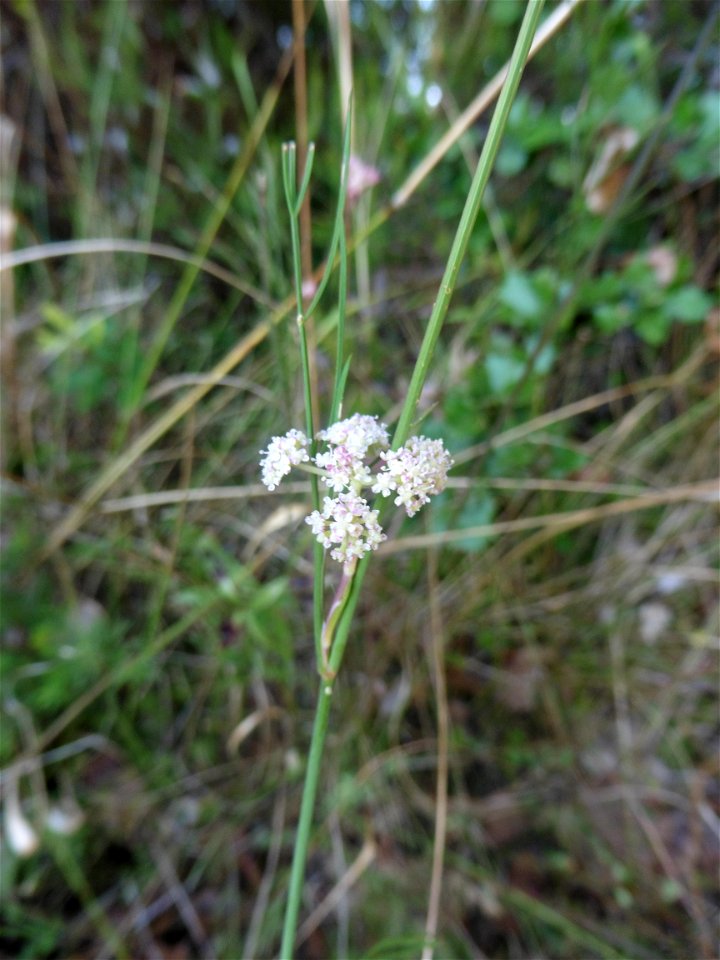 Seseli montanum L., 1753
