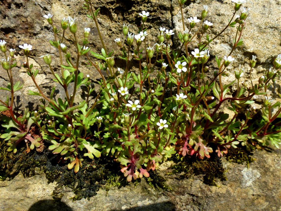 Saxifraga tridactylites L., 1753