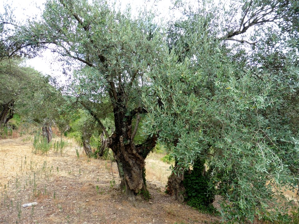 Olea europaea L., 1753