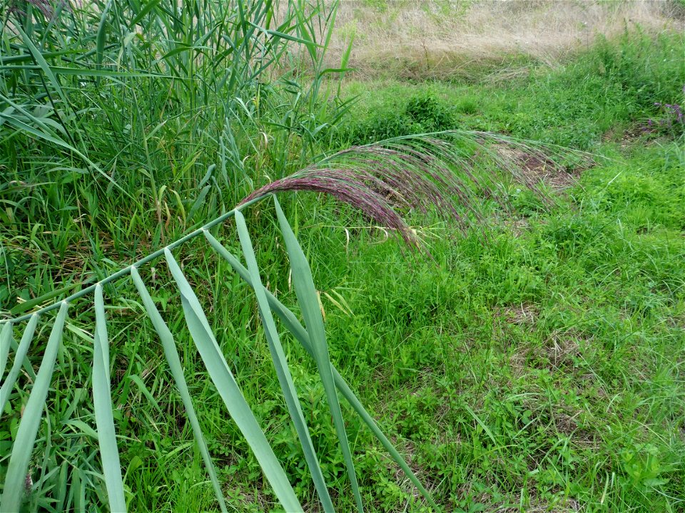 Phragmites australis (Cav.) Trin. ex Steud., 1840