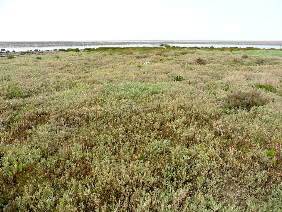 Littoral charentais, Oléron, Moëze