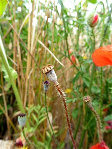 Papaver sp chatenet 2016 (1)