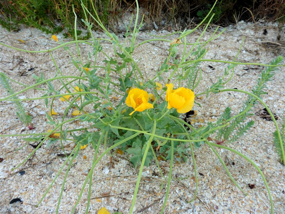Glaucium flavum Crantz, 1763