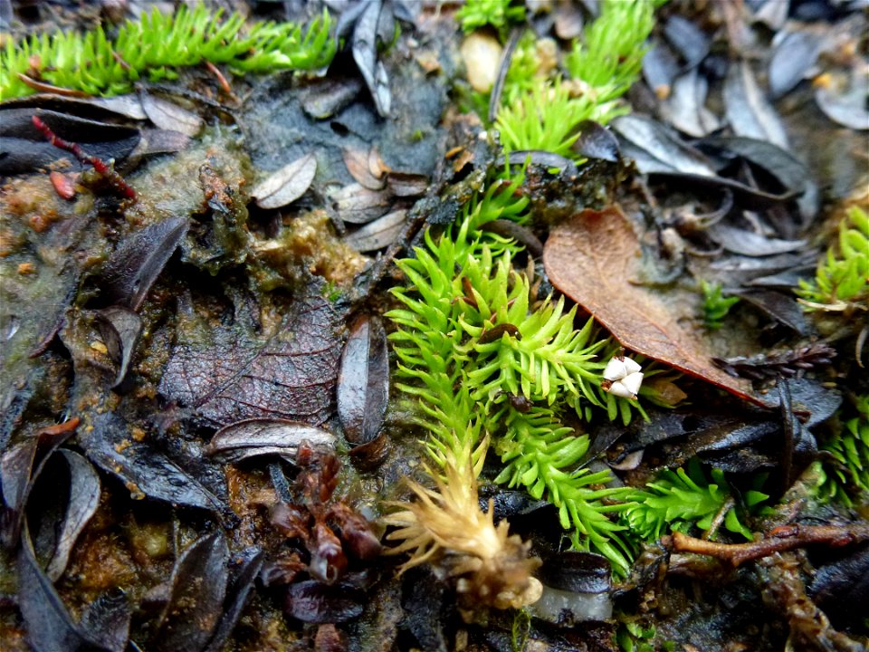 Lycopodiella inundata (L.) Holub, 1964