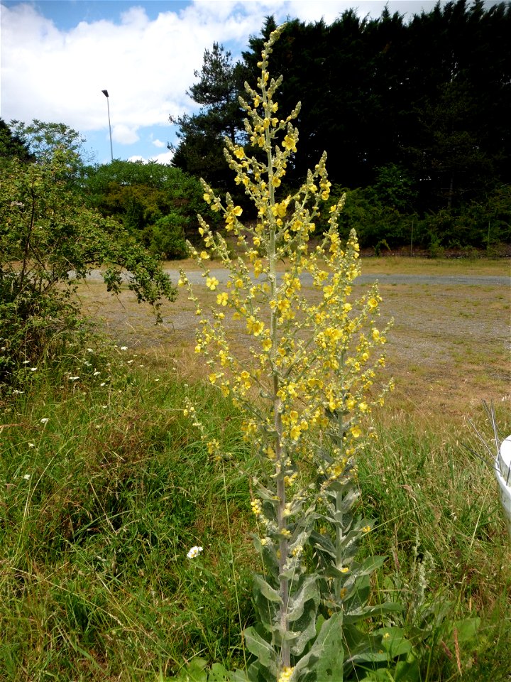 Verbascum pulverulentum Vill., 1779