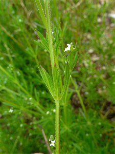 Galium aparine L., 1753