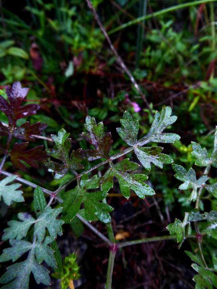 Oreoselinum nigrum Delarbre, 1800