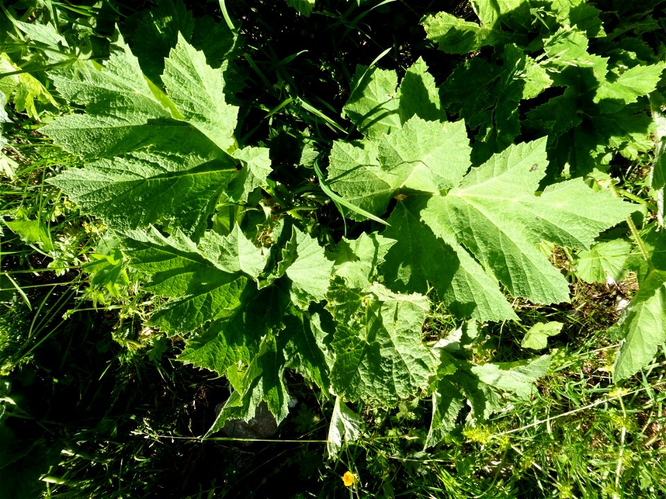 Heracleum pyrenaicum Lam., 1785