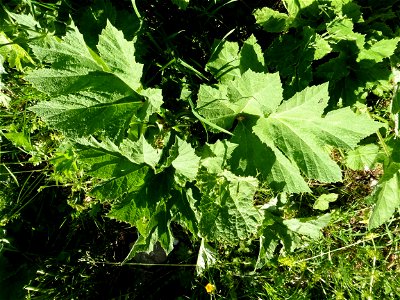 Heracleum pyrenaicum Lam., 1785