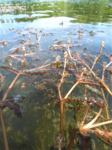 Potamogeton crispus L., 1753