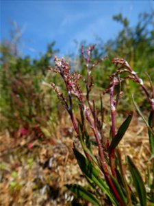 Rumex acetosella L., 1753