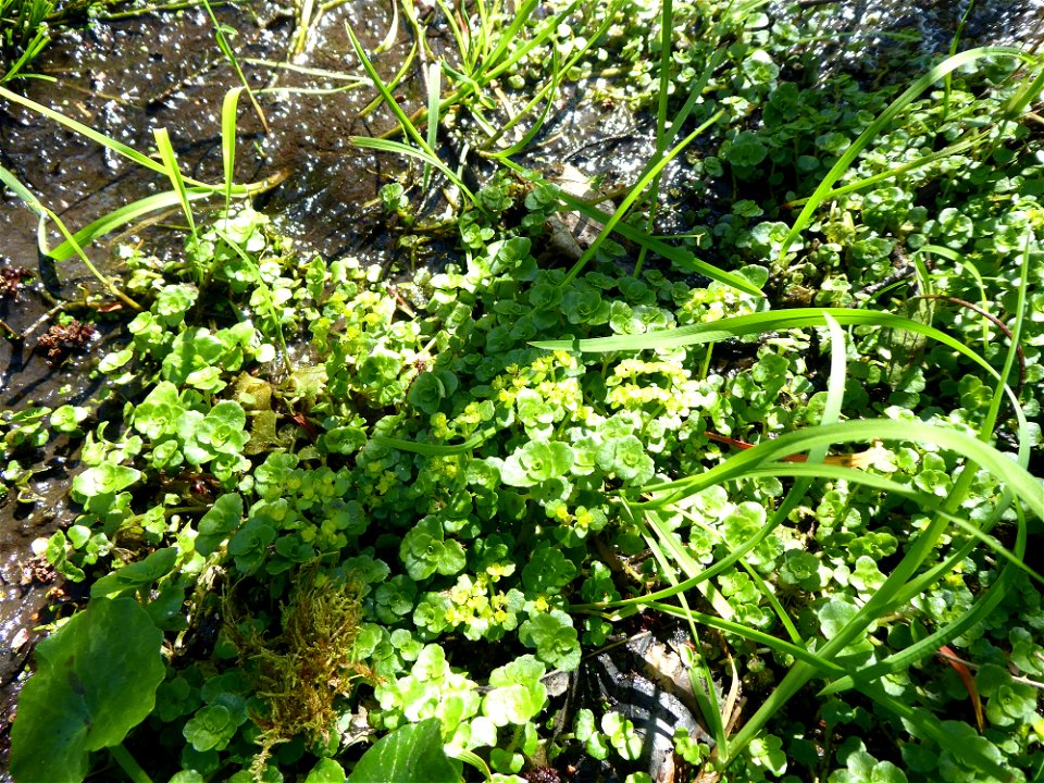 Chrysosplenium oppositifolium L., 1753