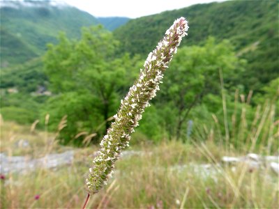 Phleum phleoides (L.) H.Karst., 1880