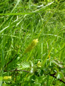 Carex hirta L., 1753