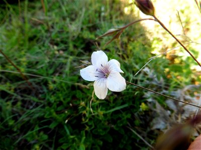 Linum suffruticosum subsp. appressum (Caball.) Rivas Mart., 1978