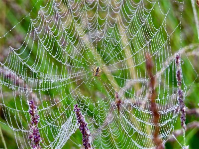 Heidewielwebspin