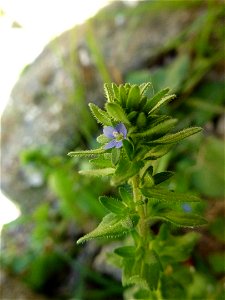 Veronica arvensis L., 1753