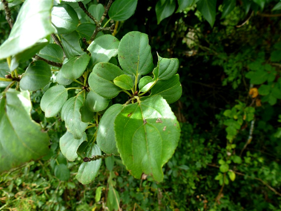 Rhamnus cathartica L., 1753