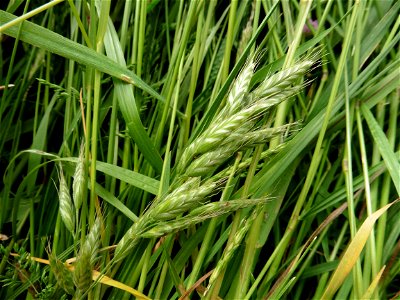 Bromus racemosus L., 1762