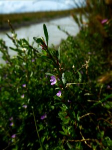 Lythrum tribracteatum Salzm. ex Spreng., 1827