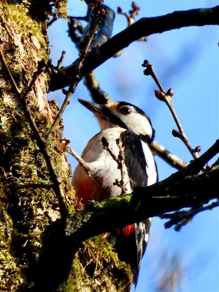 Grote bonte specht