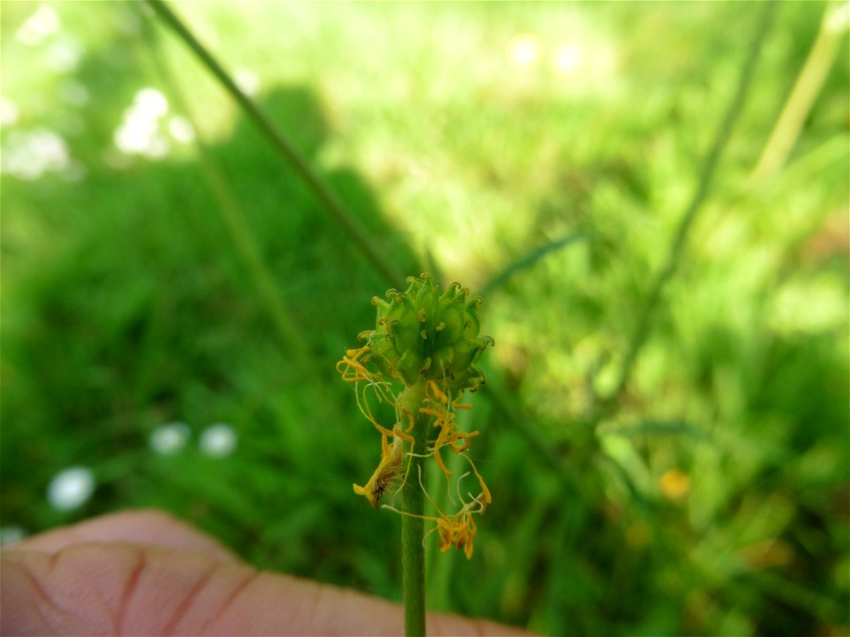 Ranunculus acris L., 1753